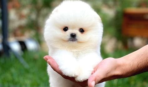 dünyanın en küçük köpek ırkı